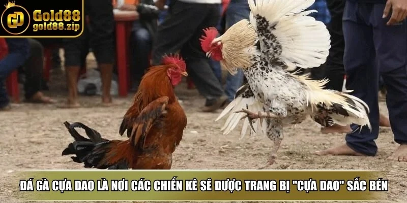 Đá gà cựa dao là nơi các chiến kê sẽ được trang bị một loại "cựa dao" sắc bén