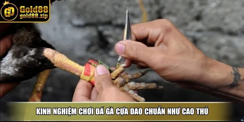 Kinh nghiệm chơi đá gà cựa dao chuẩn như cao thủ