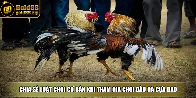 Chia sẻ luật chơi cơ bản khi tham gia chơi đấu gà cựa dao