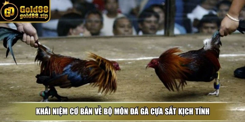 Đá gà cựa sắt - Sàn đấu gay cấn giữa chiến kê dũng mãnh 2 Khái niệm cơ bản về bộ môn đá gà cựa sắt kịch tính