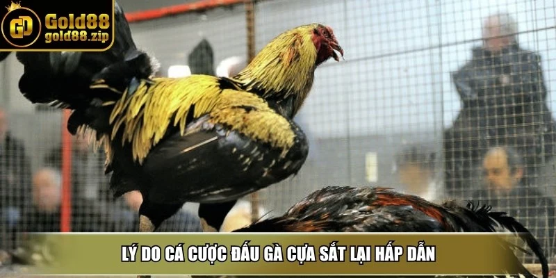 Đá gà cựa sắt - Sàn đấu gay cấn giữa chiến kê dũng mãnh 3 Lý do cá cược đấu gà cựa sắt lại hấp dẫn