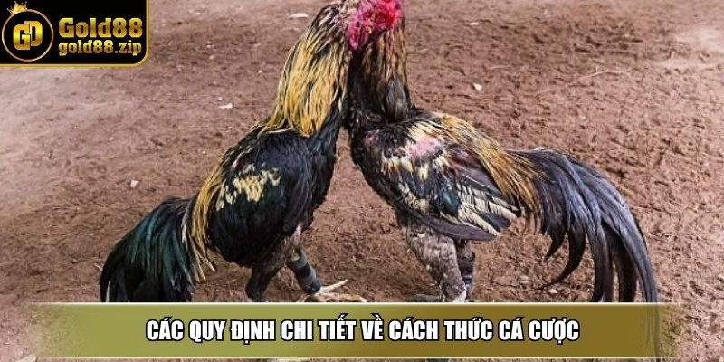 Đá gà cựa sắt - Sàn đấu gay cấn giữa chiến kê dũng mãnh 4 Các quy định chi tiết về cách thức cá cược
