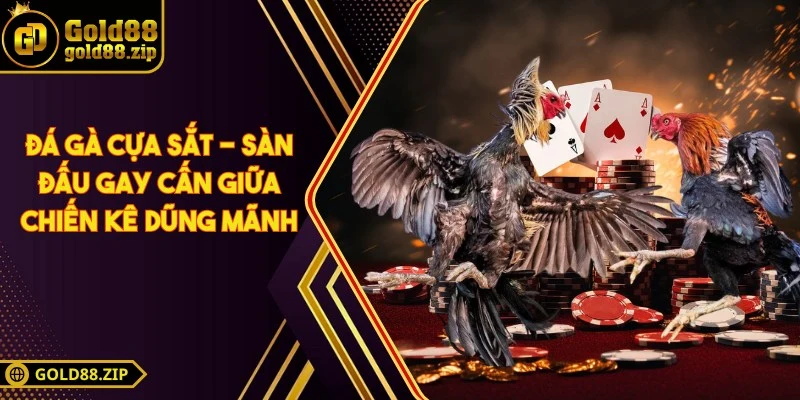 Đá gà cựa sắt - Sàn đấu gay cấn giữa chiến kê dũng mãnh