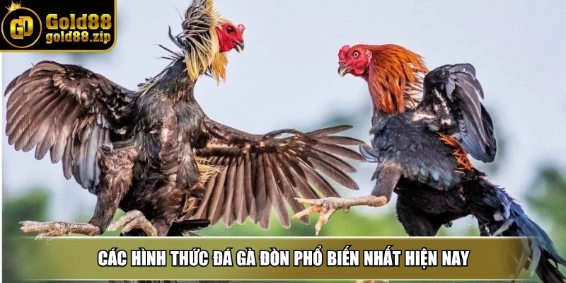 Các hình thức đá gà đòn phổ biến nhất hiện nay