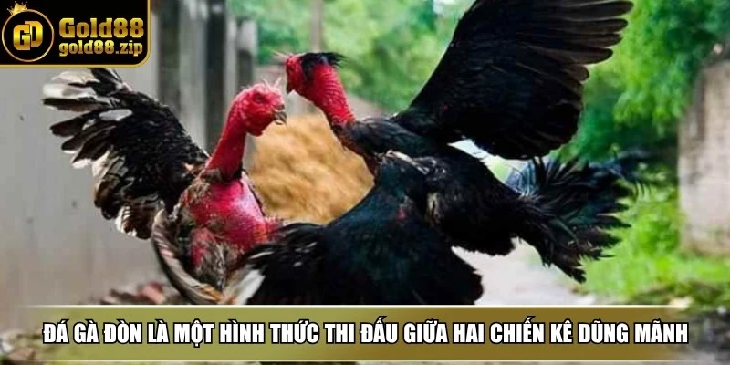 Đá gà đòn là một hình thức thi đấu giữa hai chiến kê dũng mãnh