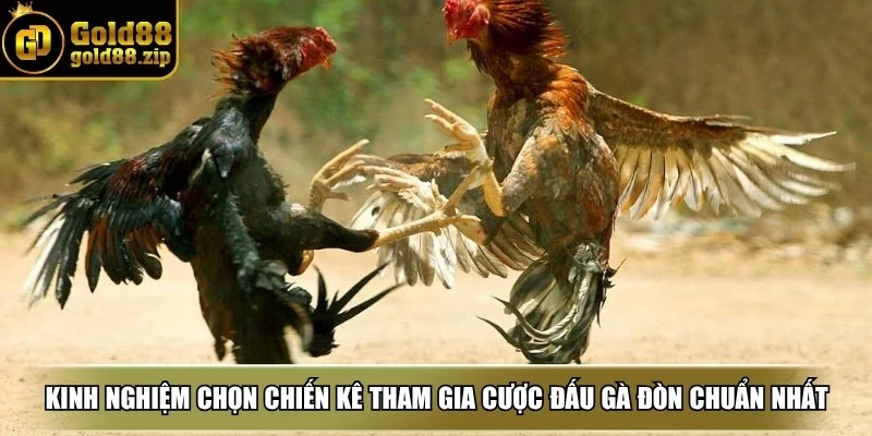 Kinh nghiệm chọn chiến kê tham gia cược đấu gà đòn chuẩn nhất