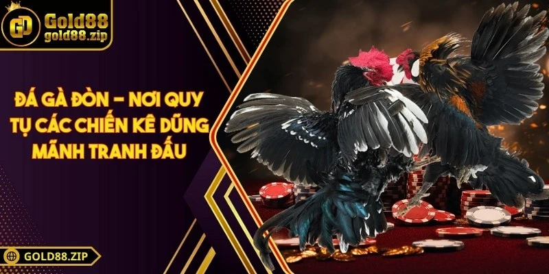 Đá gà đòn - Nơi quy tụ các chiến kê dũng mãnh tranh đấu