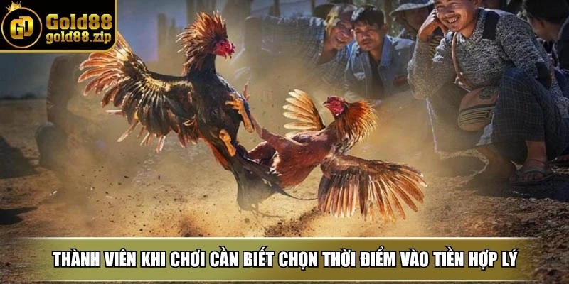 Đá gà Gold88 3 Thành viên khi chơi cần biết chọn thời điểm vào tiền hợp lý