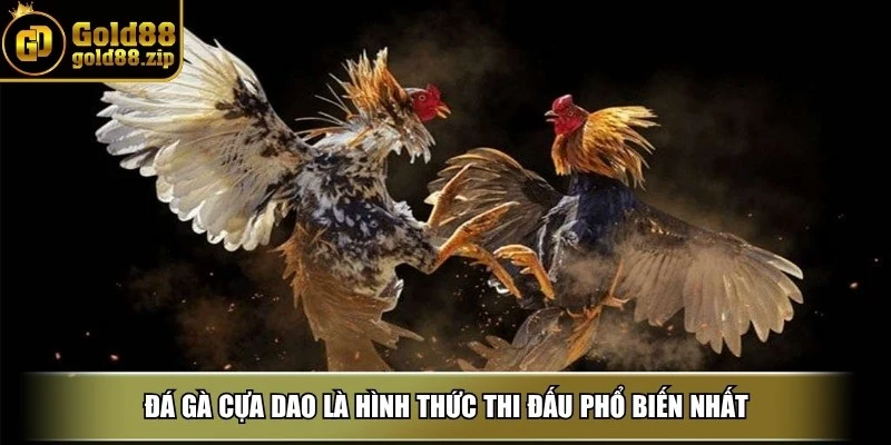 Đá gà Gold88 2 Đá gà cựa dao là hình thức thi đấu phổ biến nhất