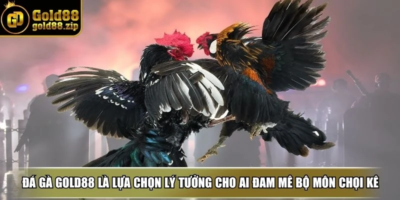 Đá gà Gold88 1 Đá gà Gold88 là lựa chọn lý tưởng cho những ai đam mê bộ môn chọi kê