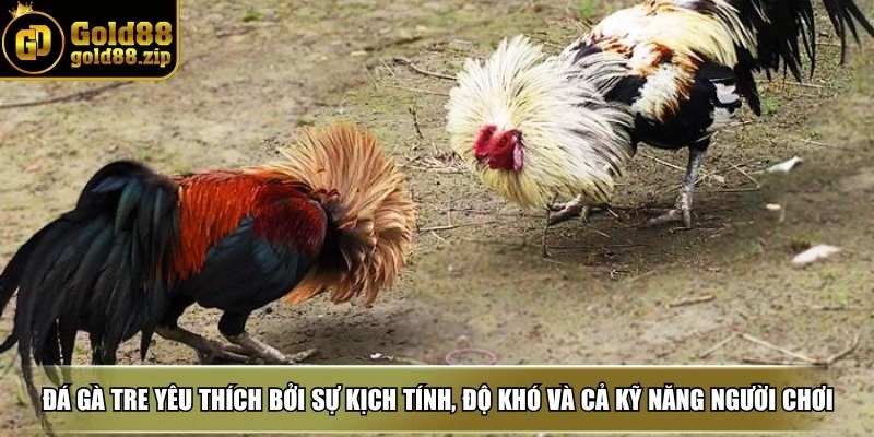 Đá gà tre được yêu thích bởi sự kịch tính, độ khó và cả kỹ năng của người chơi