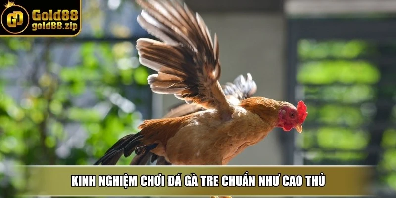 Kinh nghiệm chơi đá gà tre chuẩn như cao thủ